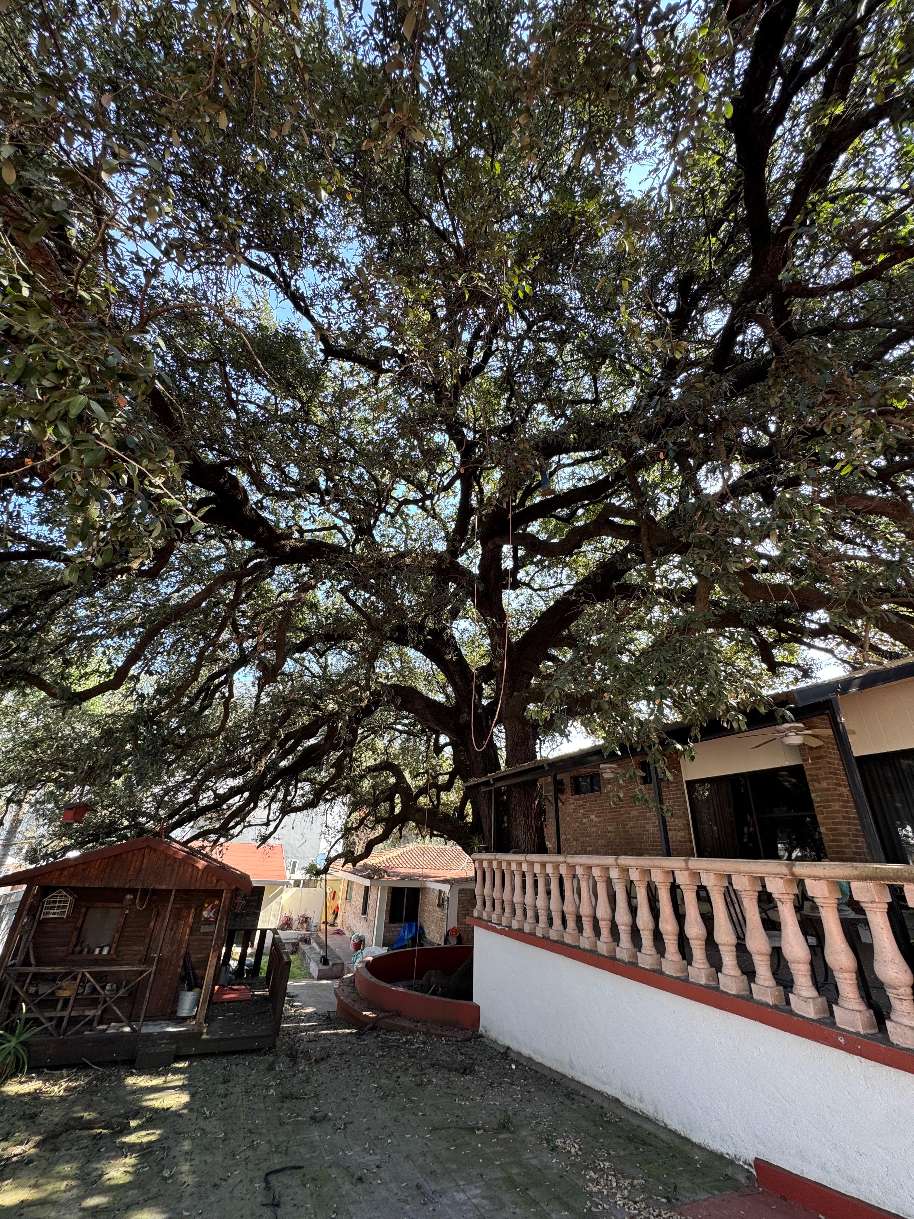 Arboricultura — diagnóstico de encino