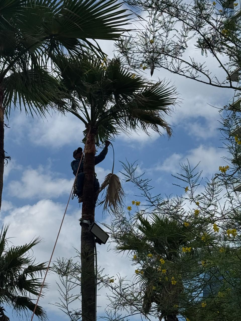 Poda de palmeras de altura