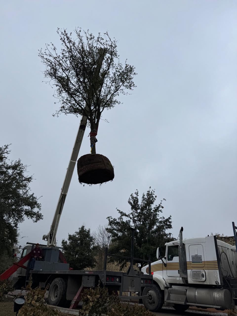 Trasplante de árbol con grúa
